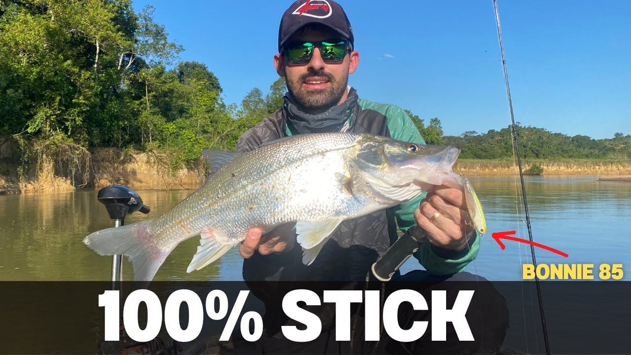 ROBALO PEVA QUADRADO NA SUPERFÍCIE EM PLENO INVERNO