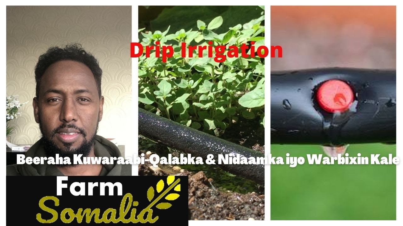 Drip Irrigation Beeraha Kuwaraabi: Qalabka & Nidaamka iyo Warbixin Kale