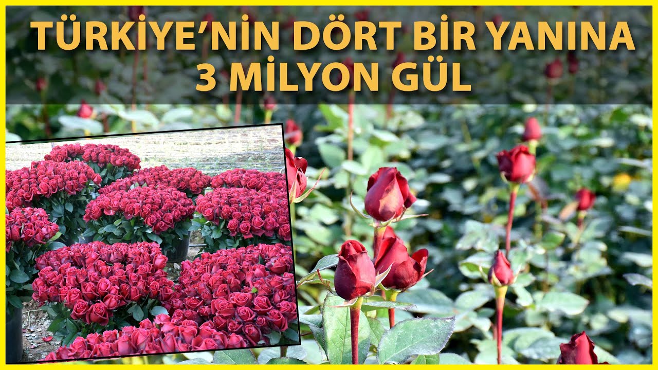 Sevgiliye Gül Menderes'ten