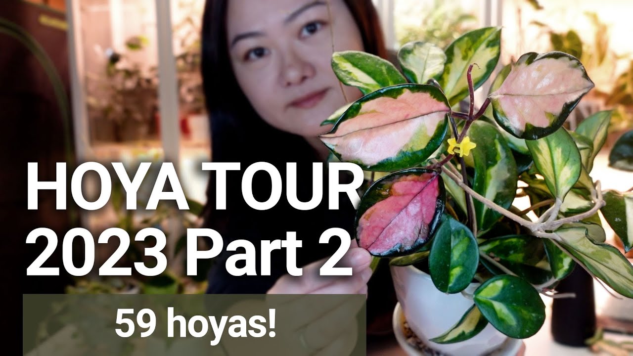 Hoya Tour 2023 (Part 2)