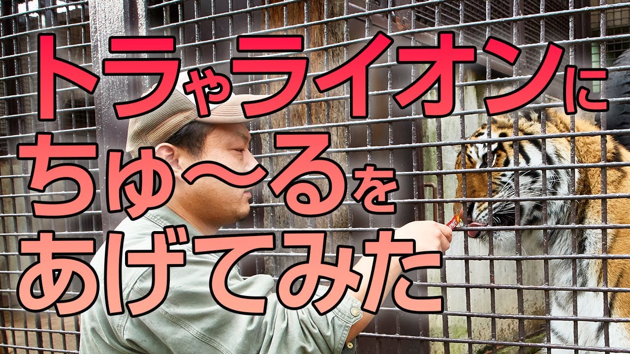 検証！ トラやライオンに「ちゅ〜る」をあげてみた