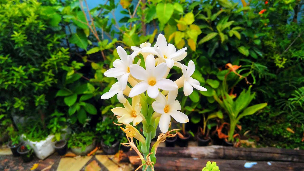 How to grow Tuberose from a bulb and Care - Right Time