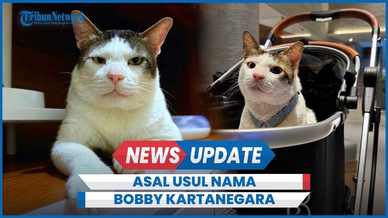Viral Kucing Kesayangan Prabowo, Ini Asal Usul Nama Bobby Kertanegara yang Bernuansa Ningrat