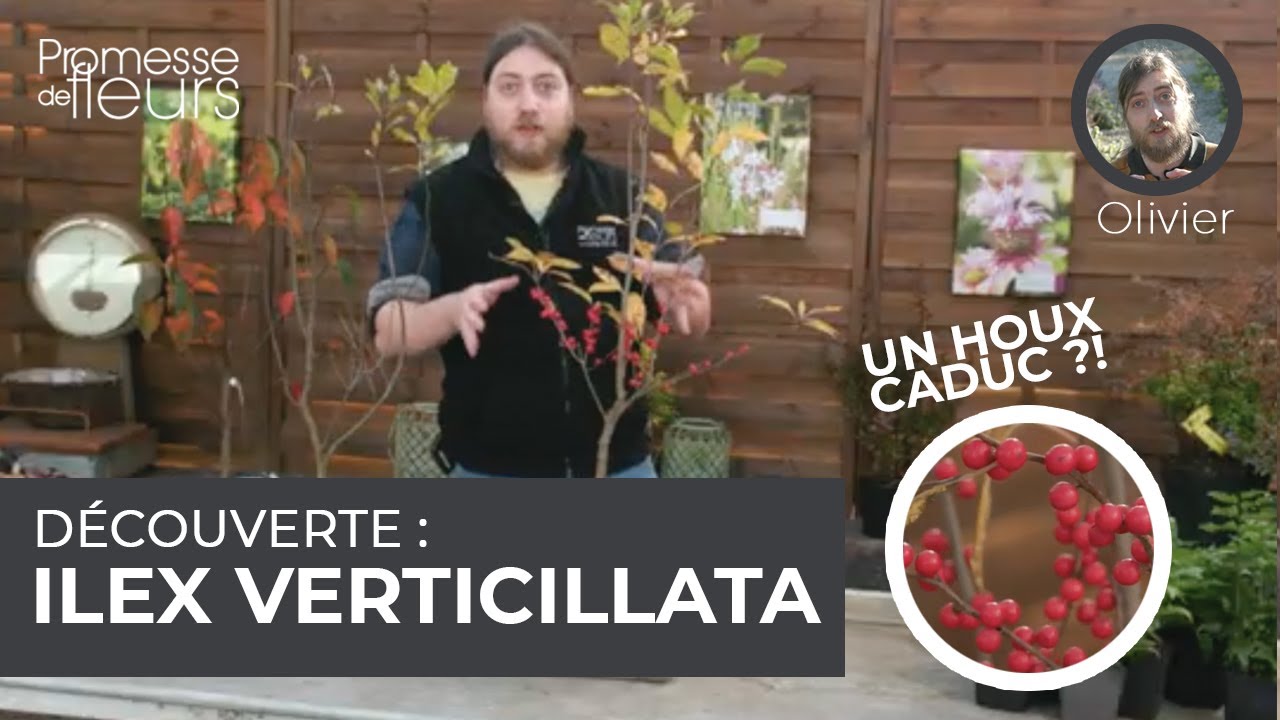 Découverte : l'ilex verticillata ou houx caduc