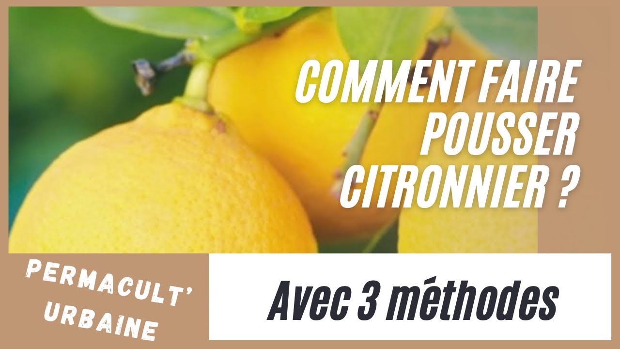 Comment planter un citronnier &agrave; partir de p&eacute;pins, ou de graines chez soi , 3 tutos