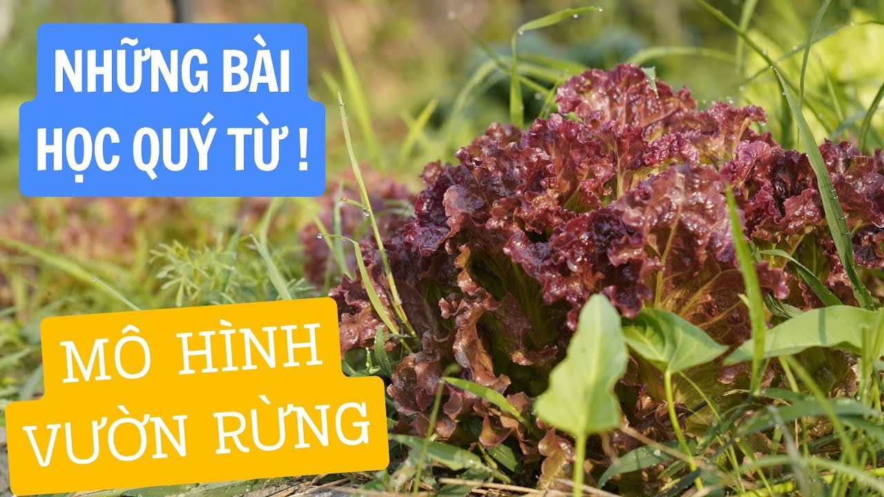 Những Phát Hiện Bất Ngờ khi LÀM RAU theo MÔ HÌNH VƯỜN RỪNG!