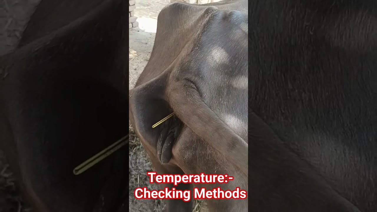 How to check Temperature in buffalo #animals #vet #animalcare #dairy