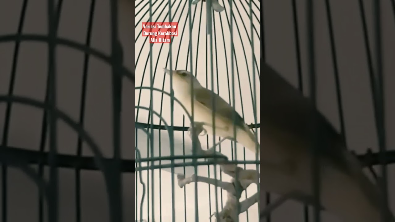 Suara Burung Kerakbasi Alis Hitam 