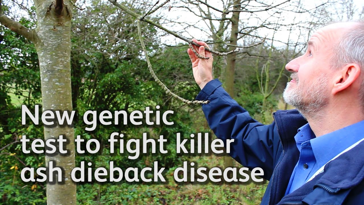 New genetic test to fight killer ash dieback disease
