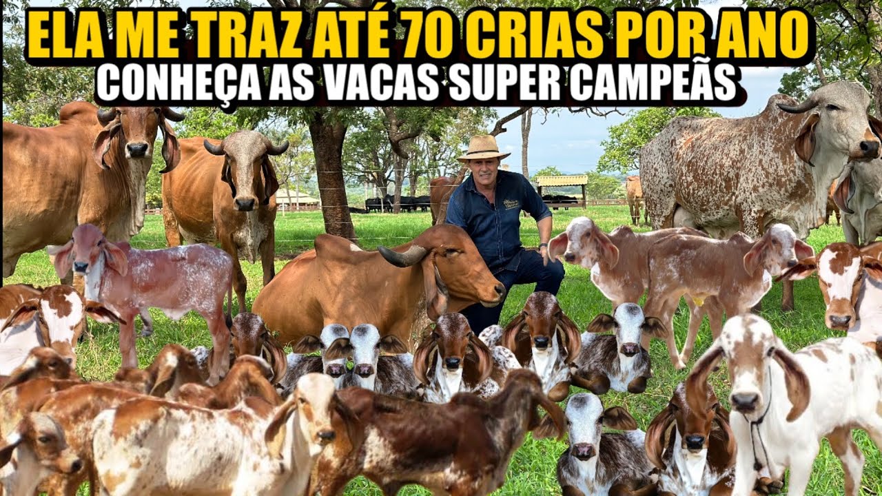 3000 LITROS DE LEITE POR DIA / GENÉTICA CAMPEÃ DA ESTÂNCIA TAMBURIL