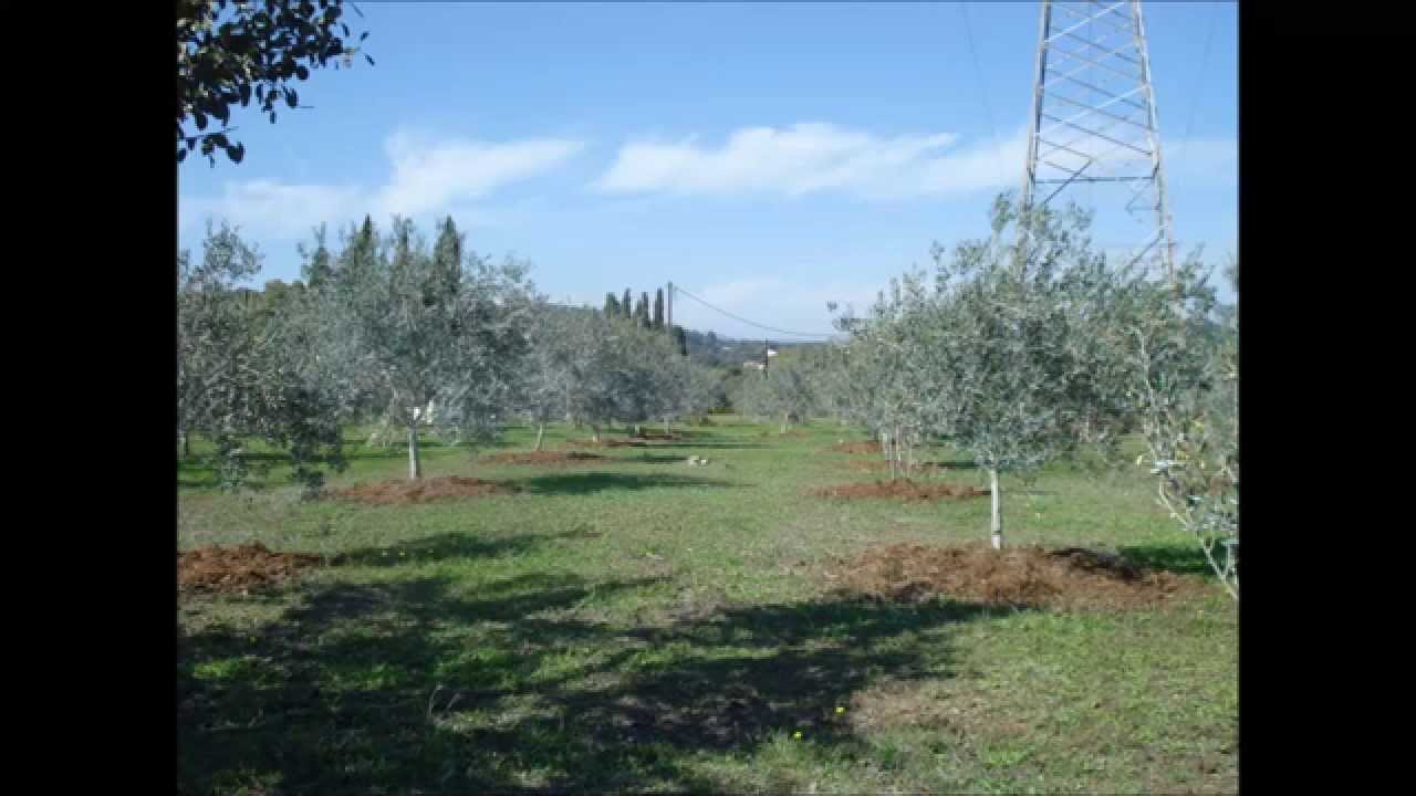 Ενσωμάτωση ζεόλιθου σε ελαιόδενδρα στο κτήμα Δ.Στραβοράβδη