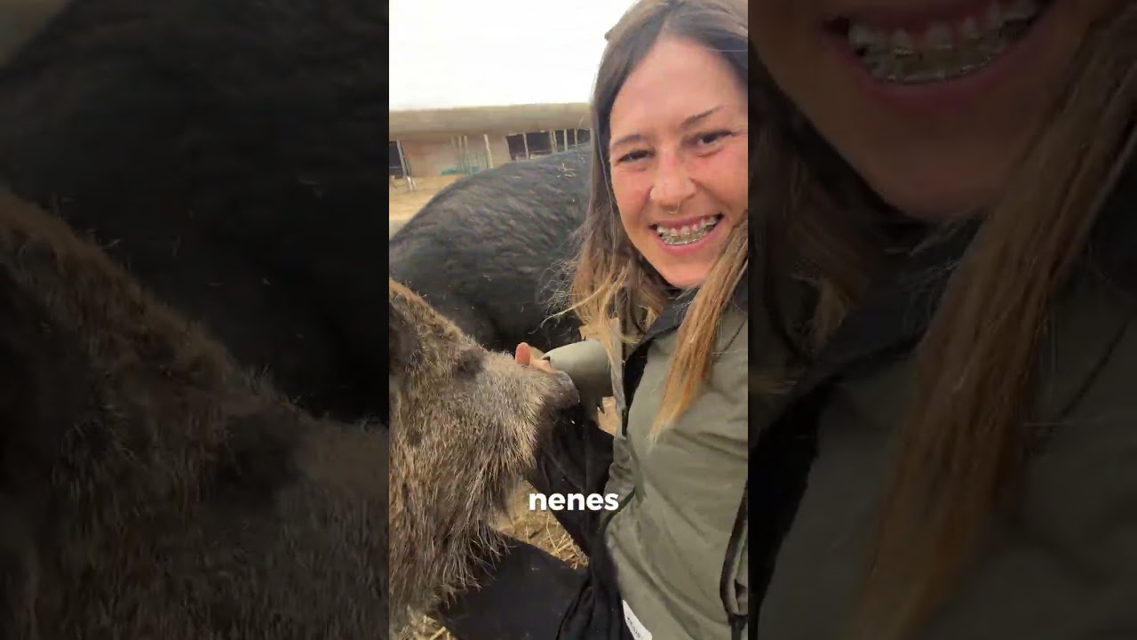 Un cerdo y un jabalí muy cariñosos 😍❤️