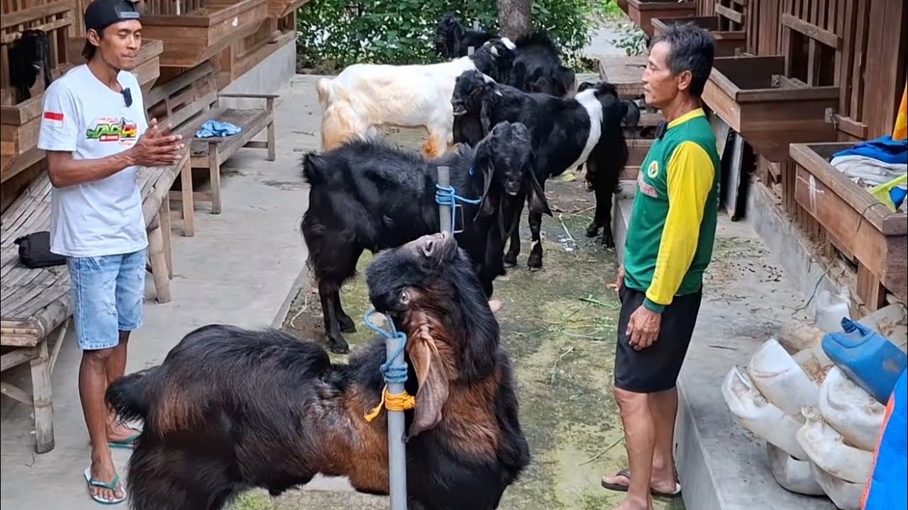 1,5jt/hari DENGAN 9 EKOR JAWA RANDU SUPER P. YANTO JASA PACEK BLITAR