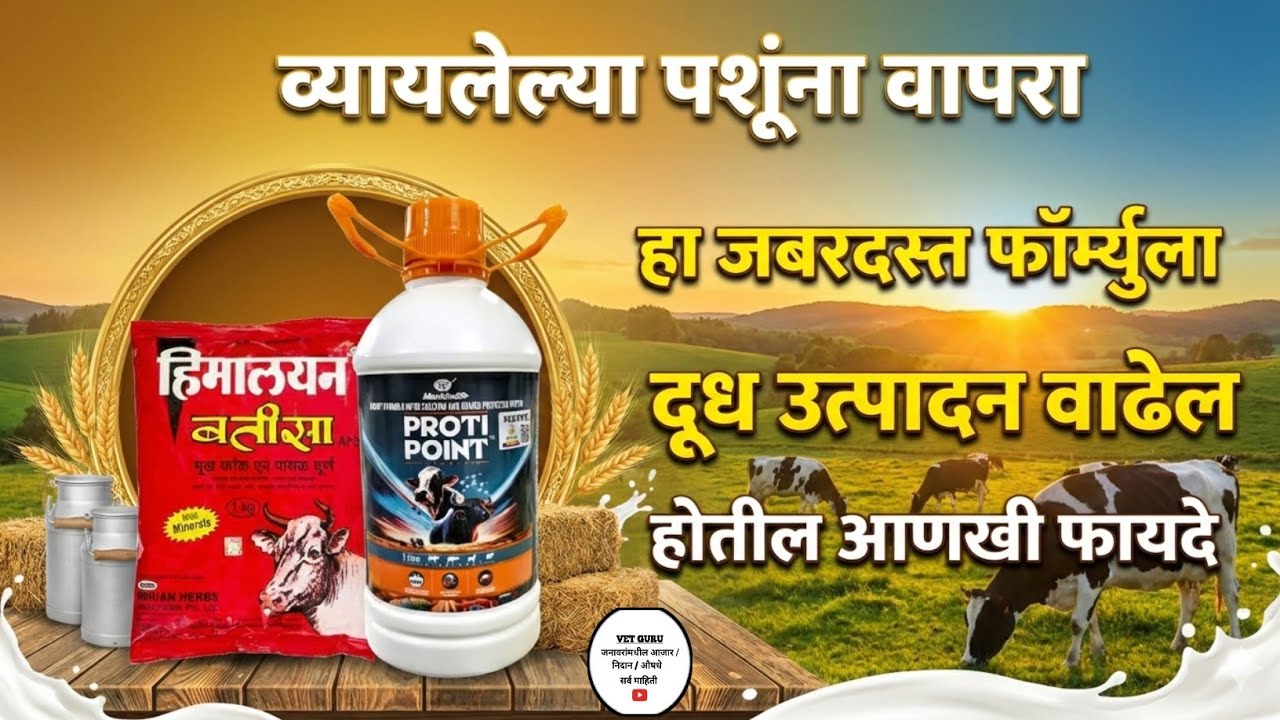 गायी-म्हशींचे दूध दुप्पट करा! हिमालयन बत्तीसा आणि प्रोटी पॉईंटचा जादूई वापर.