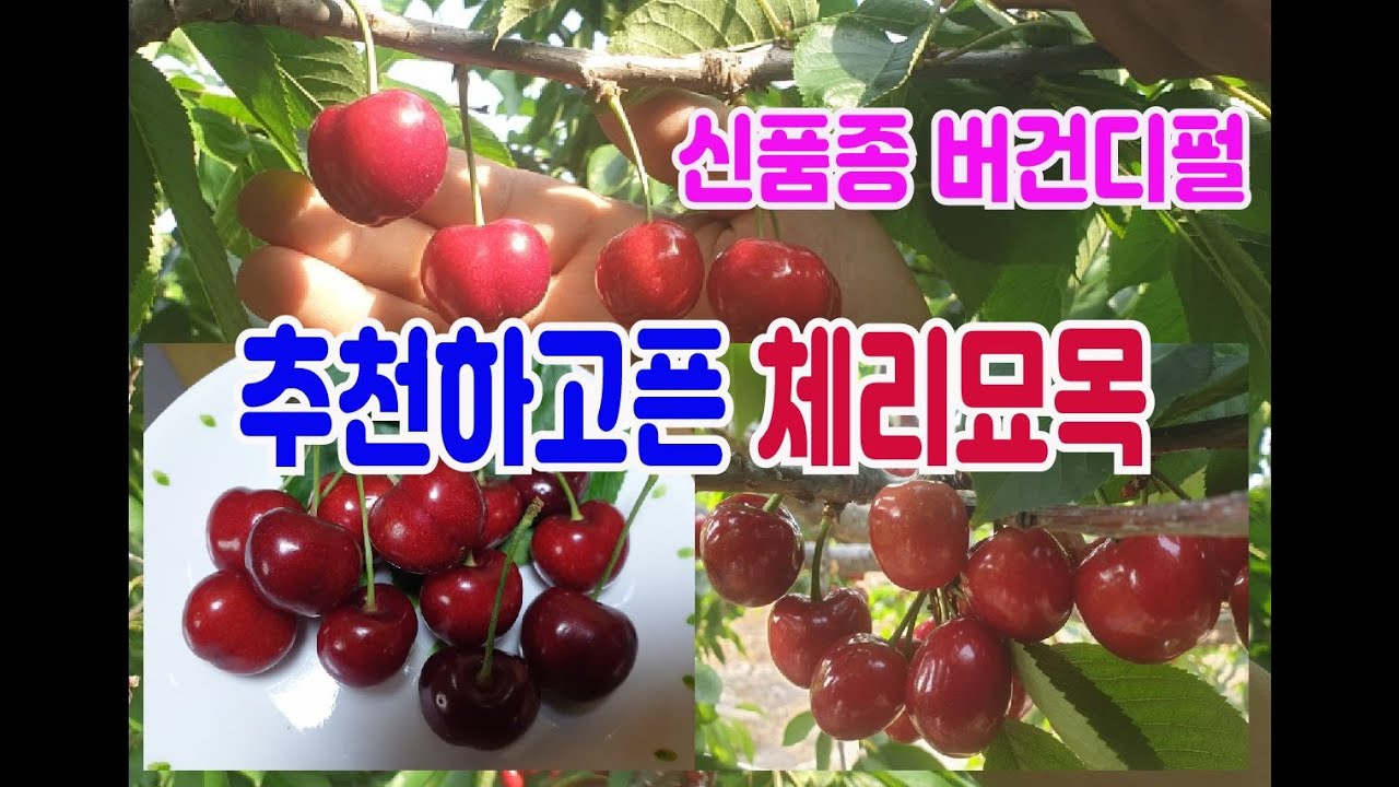 체리 대목(크림스크,크림슨) 특장점과 신품종체리 버건디펄(bergundy pearl)위주 체리 묘목을 깊게 파헤쳐본 영상(라핀, 스위트하트, 스키나 이상은 자가수정)이며 묘목설명
