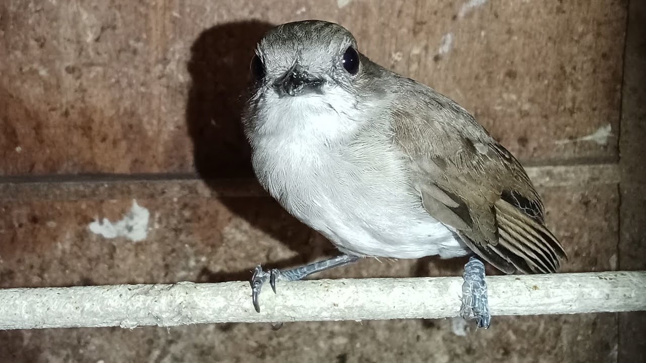 UPDATE STOK ABADI BIRD BANDUNG SELASA 03/06/2026