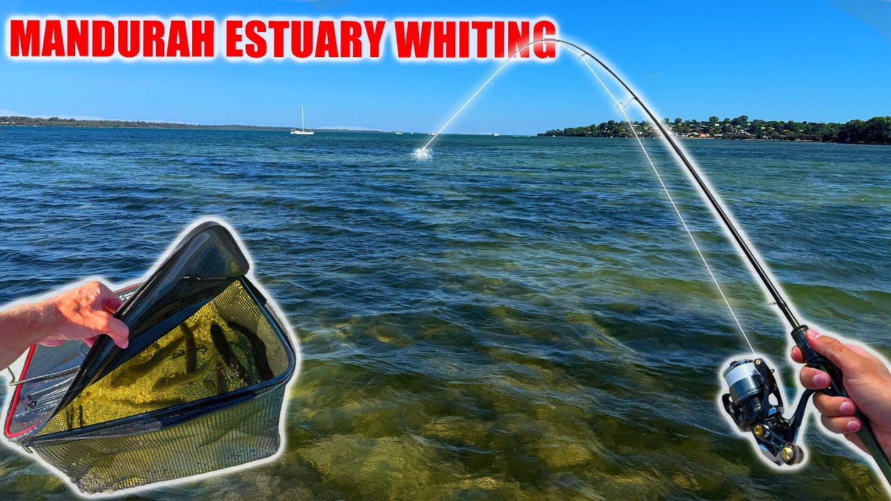 The Most FUN Way To Collect BAIT! - Mandurah Peel Whiting