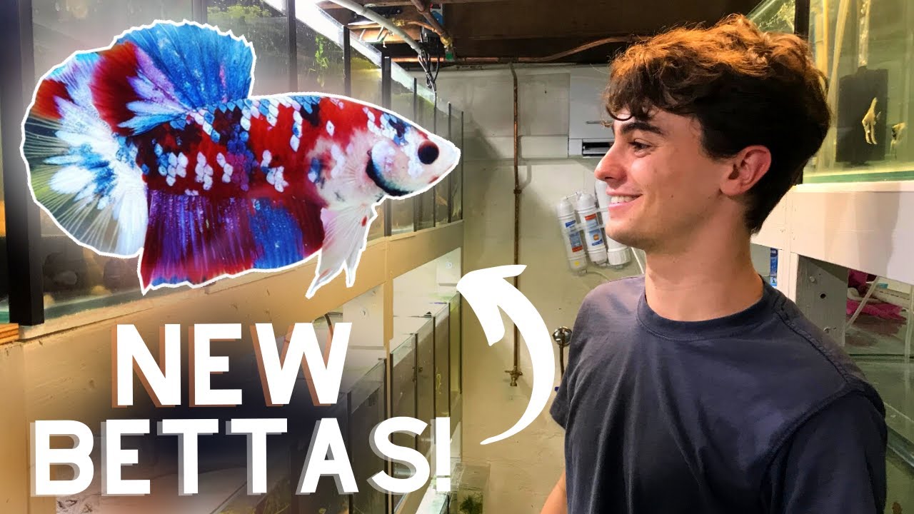 Buying HEAPS of Cool Bettas to Breed for Profit!