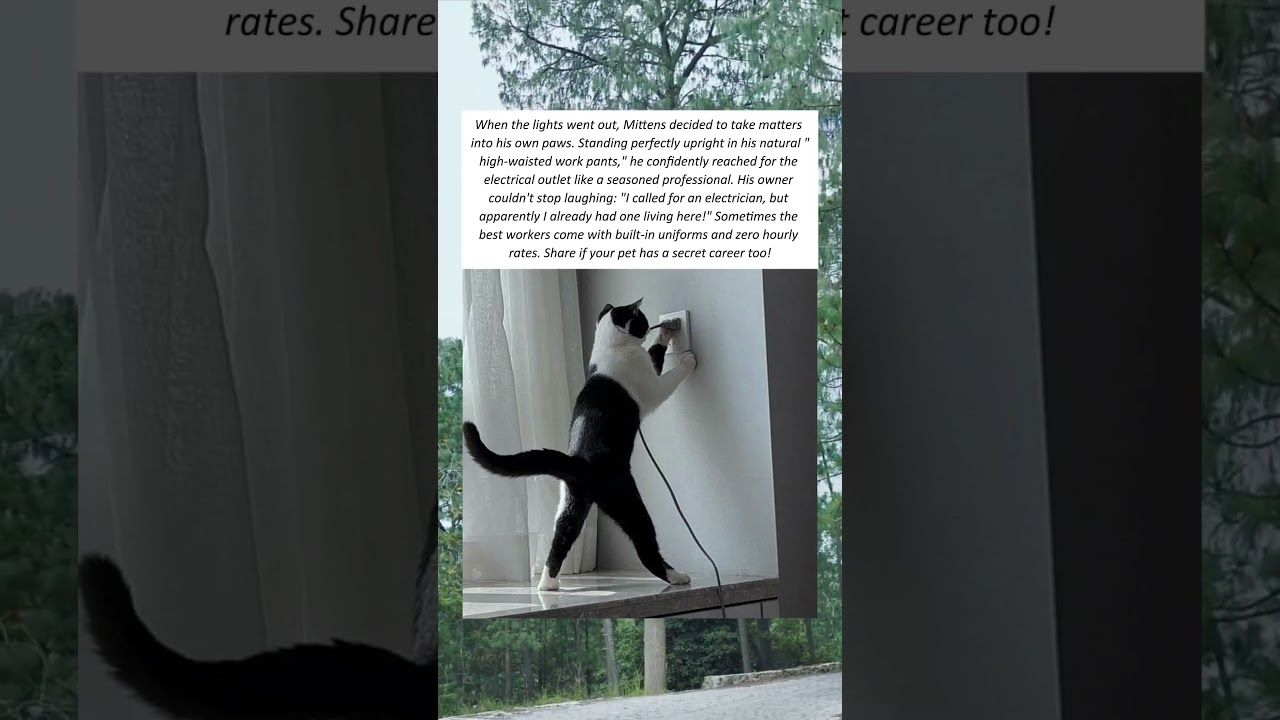 Cat Applies For Electrician Job With Perfect Uniform