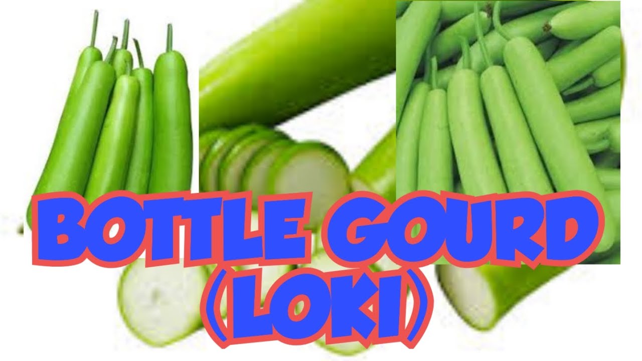 BOTTLE GOURD (LOKI). FARMING.  SAKRO THATTA SINDH.