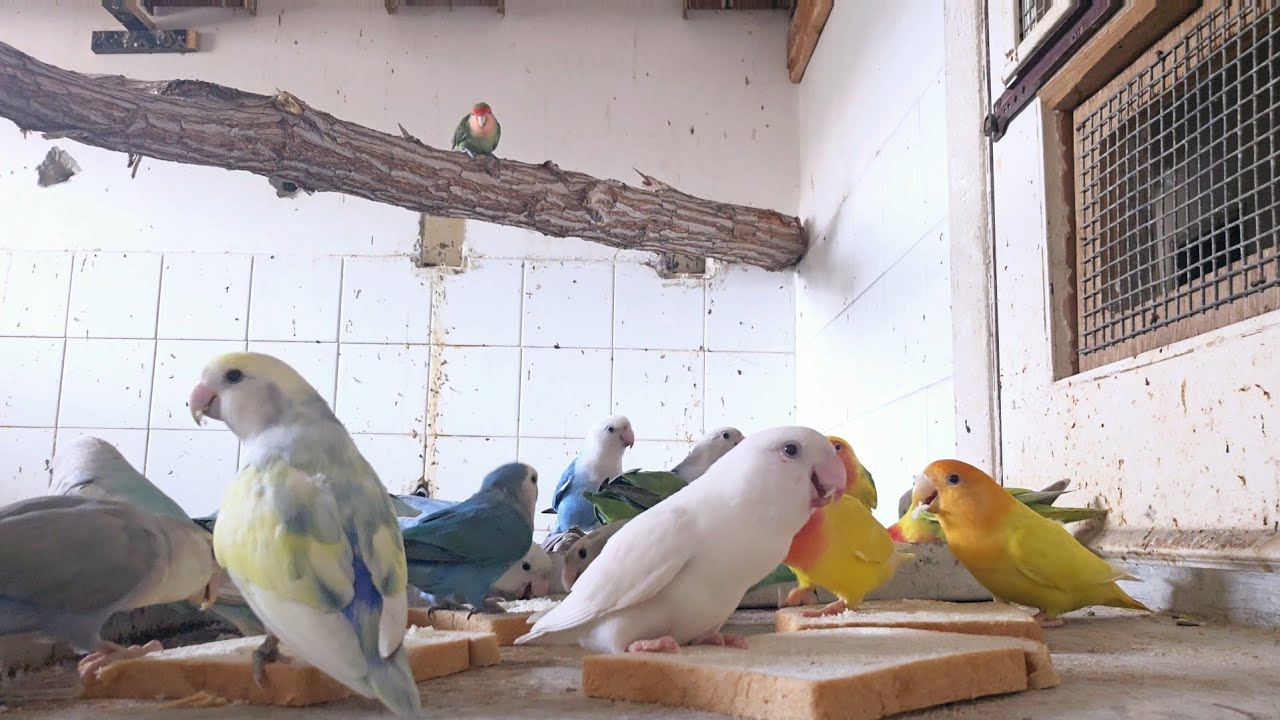 Feeding time for love birds colony #tamil/@janyvlogstamil