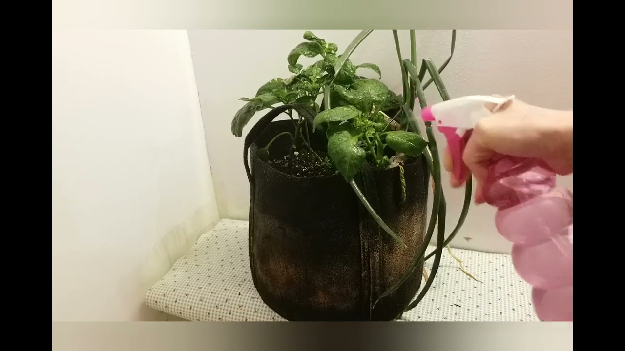 Indoor Gardening - How to properly treat Peppers with Dr Zymes Eliminator Spray