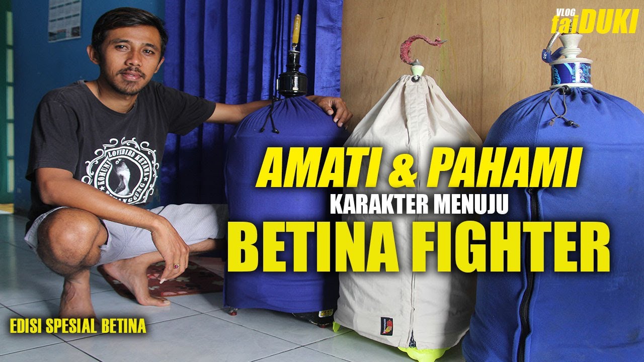 Edisi Lovebird Betina : KARAKTER Seperti inilah yang dapat diproses menjadi BETINA FIGHTER