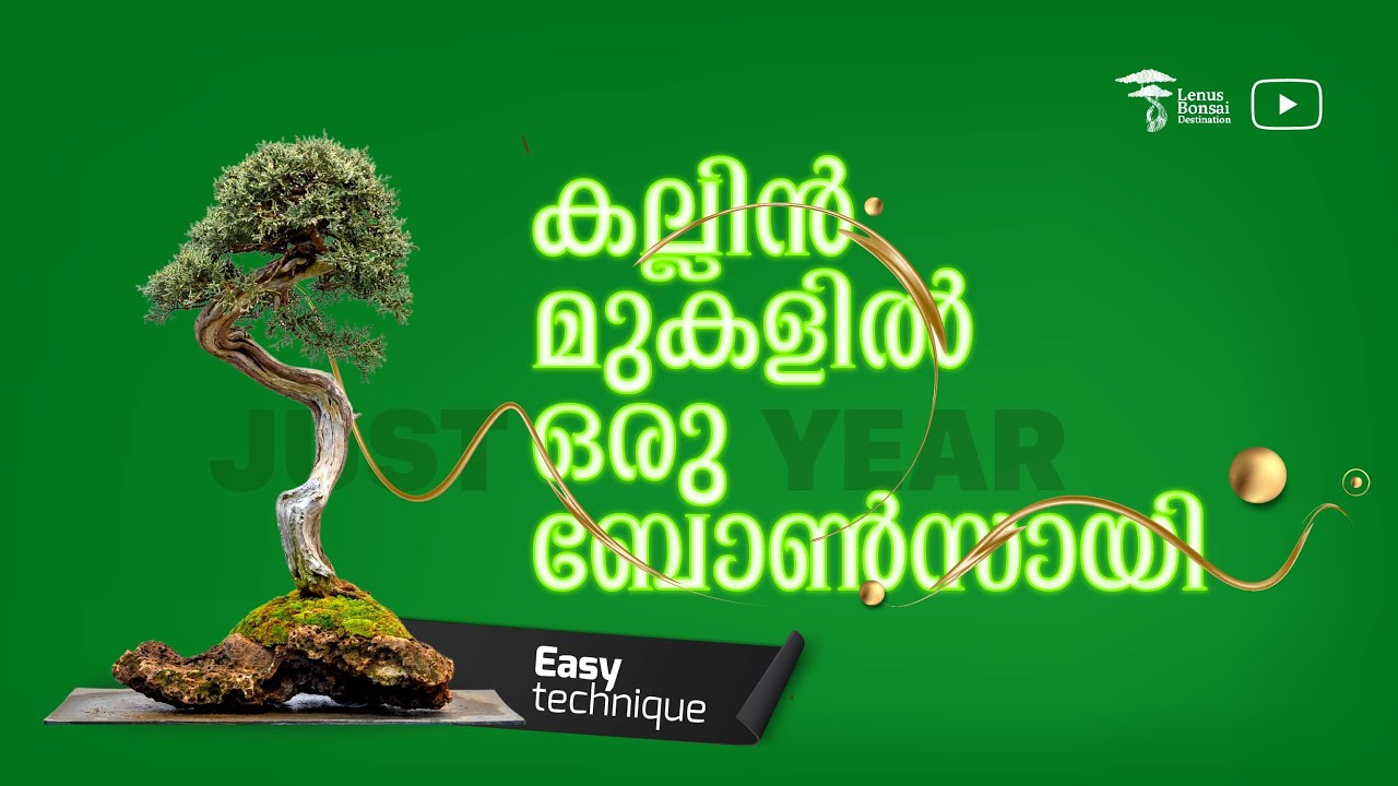 പാറയുടെ മുകളിൽ ബോൺസായ്..നിസാരം Bonsai over the rock | Bonsai Malayalam | easy | Bonsai #youtube