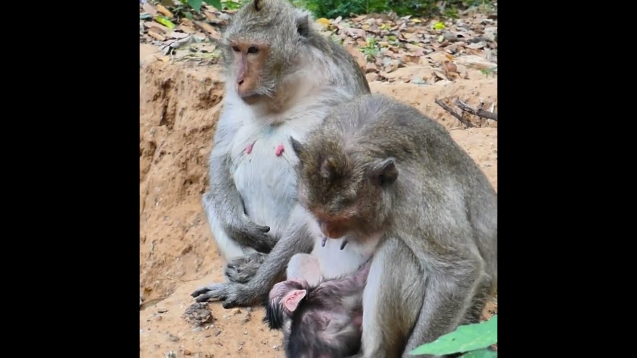 Wrapped in Warmth, Guided by Love#PureMoment #WildCare #AnimalBond