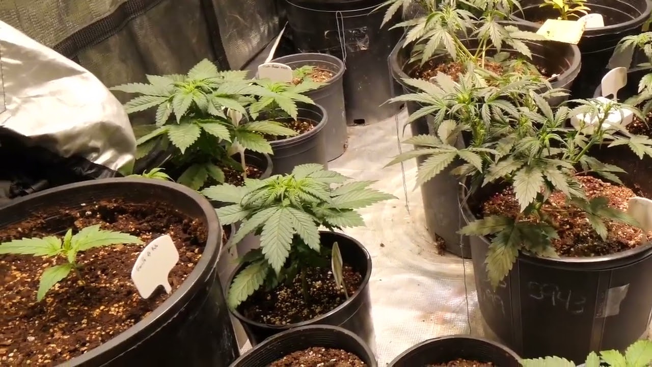 DR AUTOFLOWER - VIGOROUS GROWTH IN AUTOFLOWERS   WEEK 3 TO 4 GUIDE AND INFORMATION
