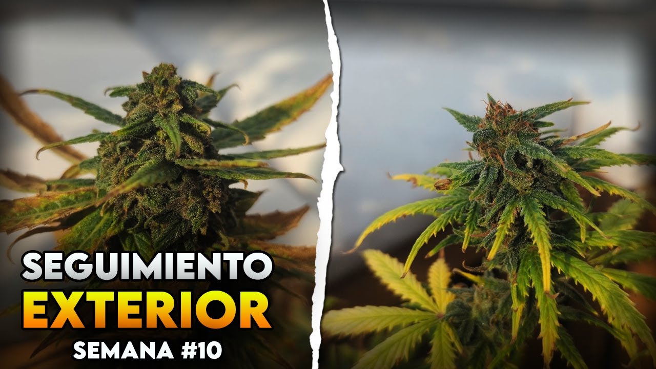 Seguimiento de autoflorecientes en exterior | Semana 10 &ndash; Dejamos las plantas solas