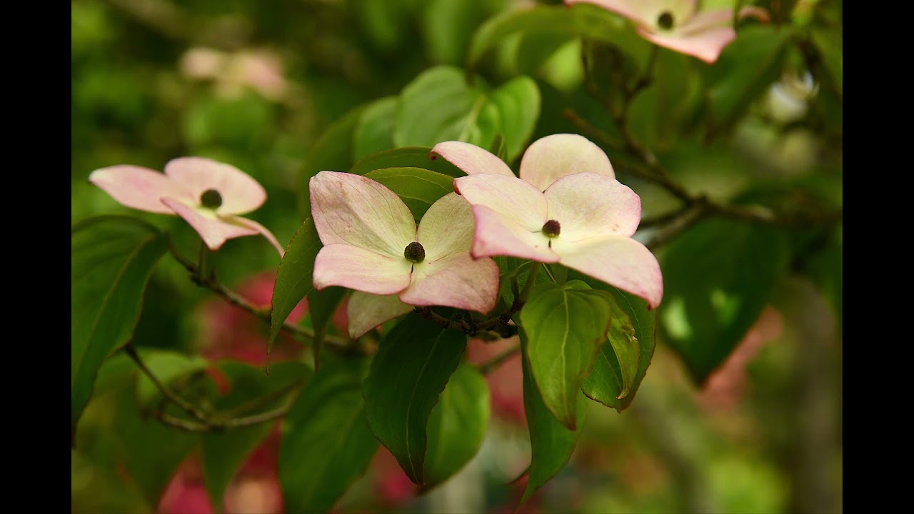 Tranquil Sleep Soundscape Flowering Dogwood Relaxing