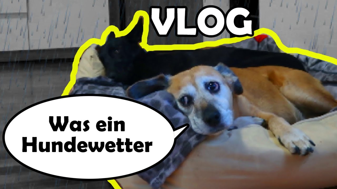 Bei tollem Wetter raus🐺 Alltag mit Hunden🐾 Leben mit Sch&auml;ferhund 💖Mehrhundehaltung🐶