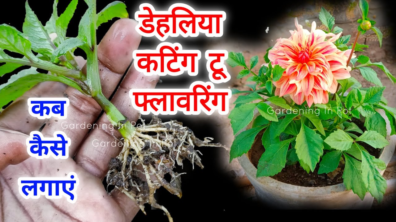 सितंबर - अकतूबर मे डेहलिया कटिंग लगाए /  How to Grow Dahlia Plant Cutting at Home / Kab Kaise Lagaye
