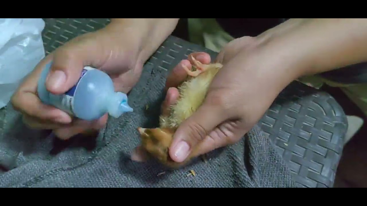 RIR day old chicks vaccination... by:tita vian