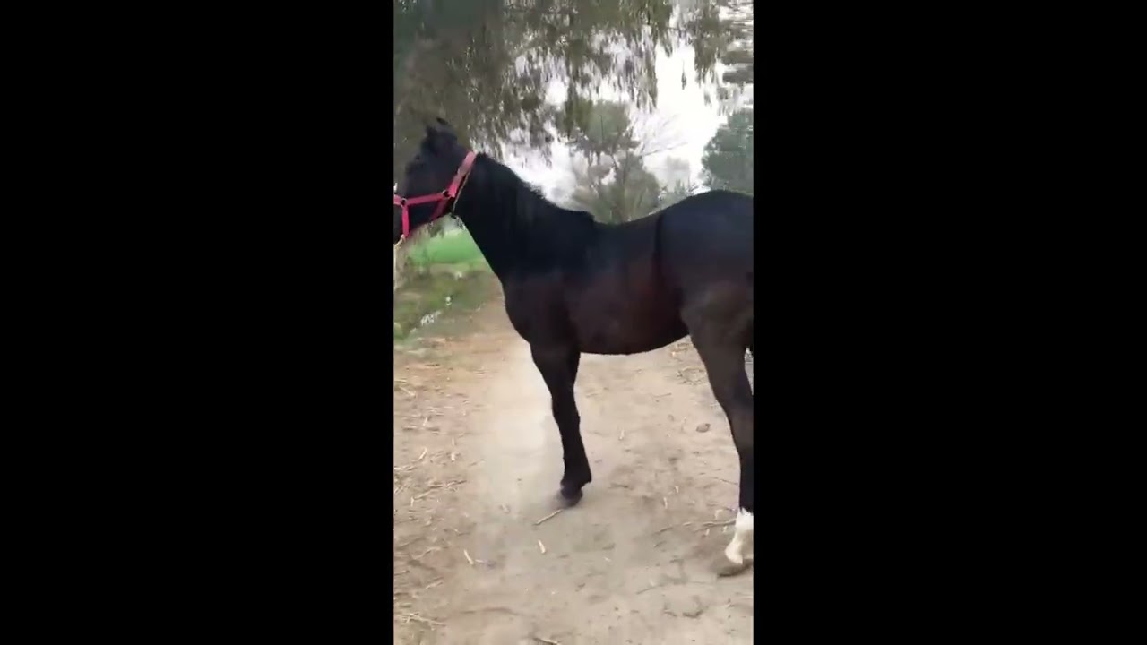 Relaxing Horse Moments | Pure Nature Vibes