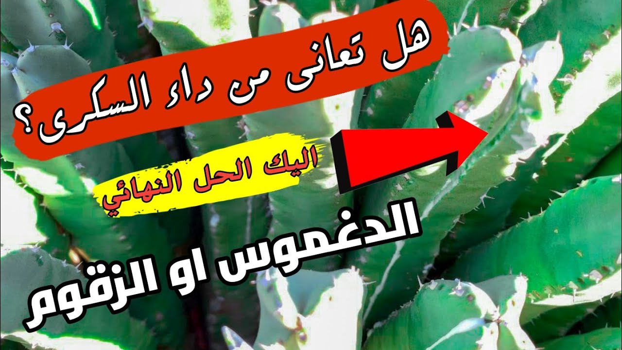 فوائد نبات الدغموس (الزقوم) ولاول مرة سوف تسمع هذه الفوائد القيمة