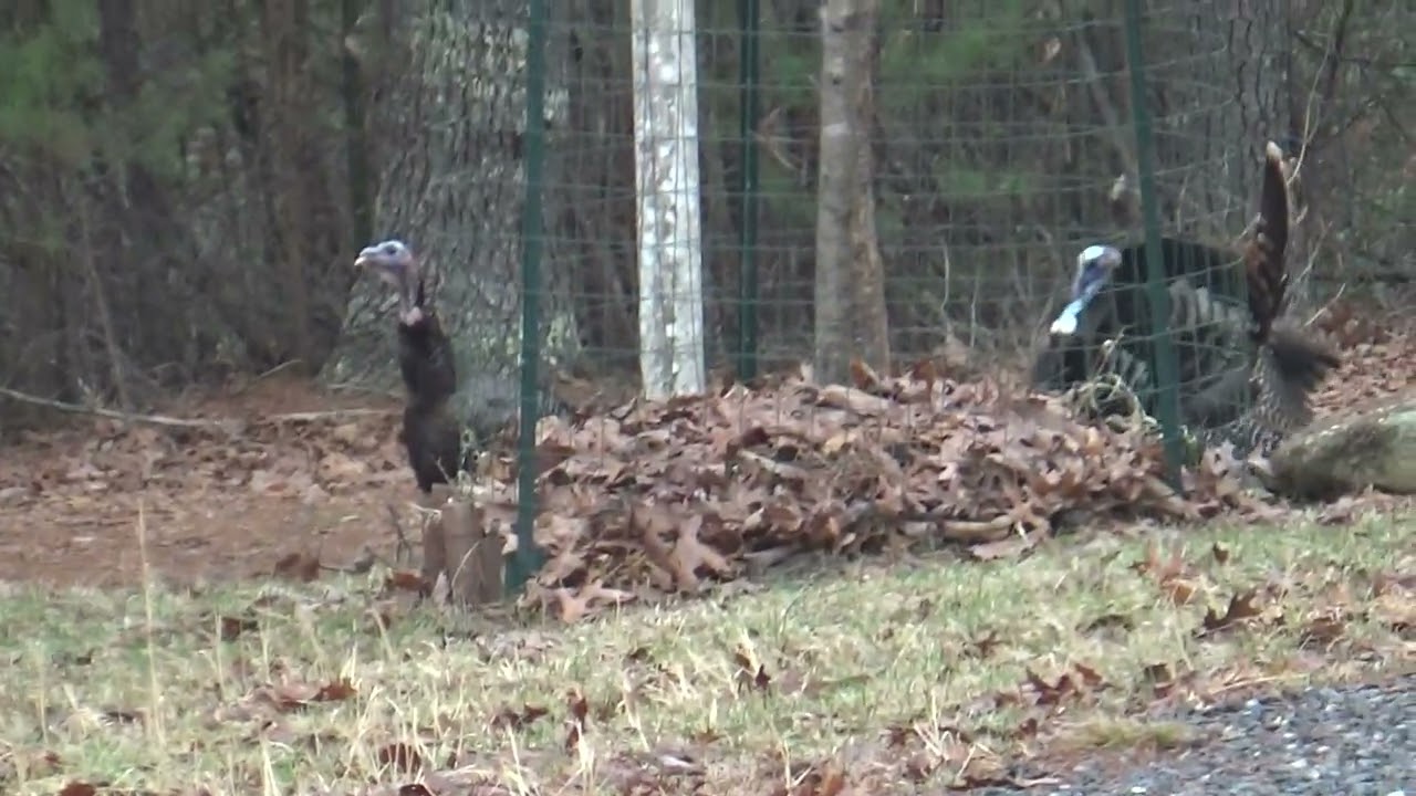Several male turkeys strutting their stuff Patrick County Virginia