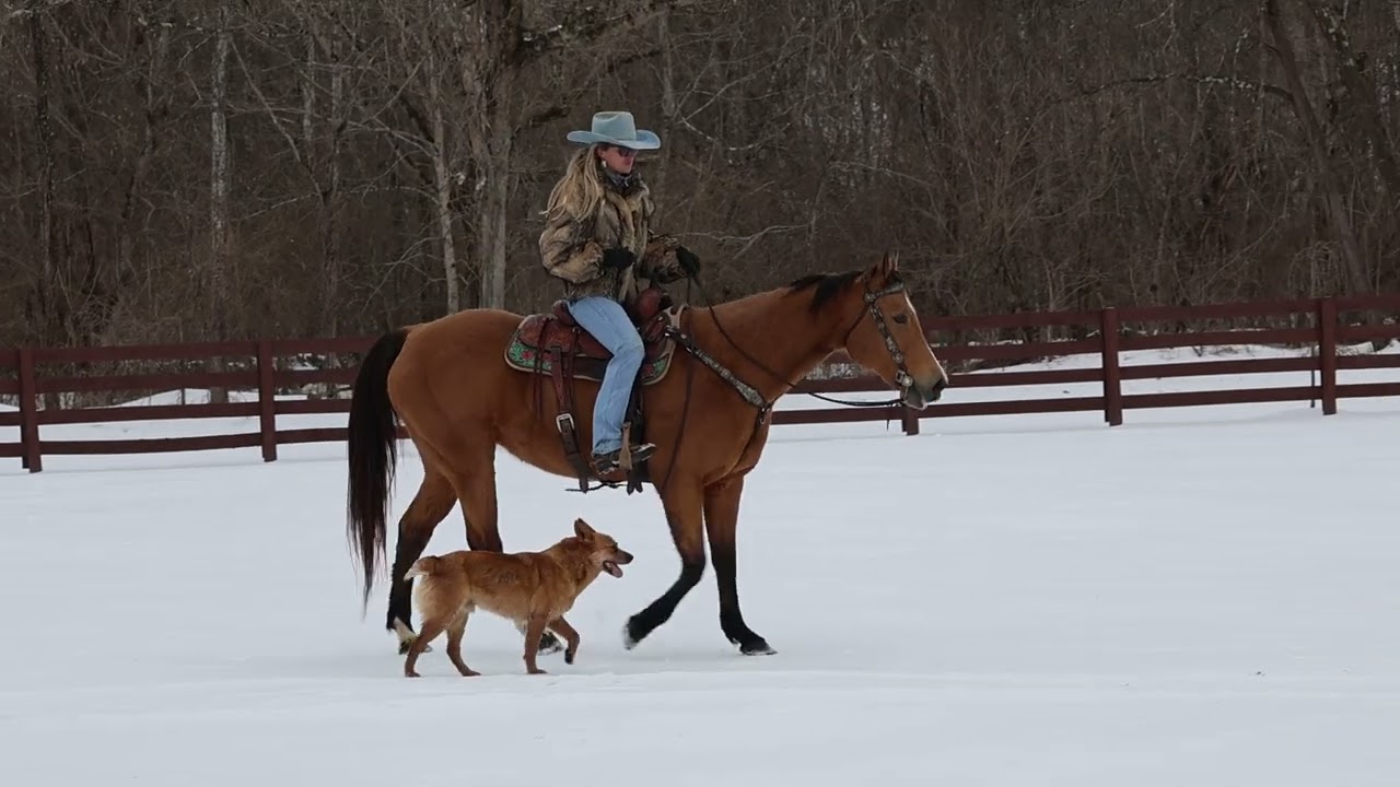 REAL GENTLE BUCKSKIN QUARTER HORSE MARE, PROFESSIONAL TRAINING, WORKS CATTLE, BEEN SHOWN BY YOUTH