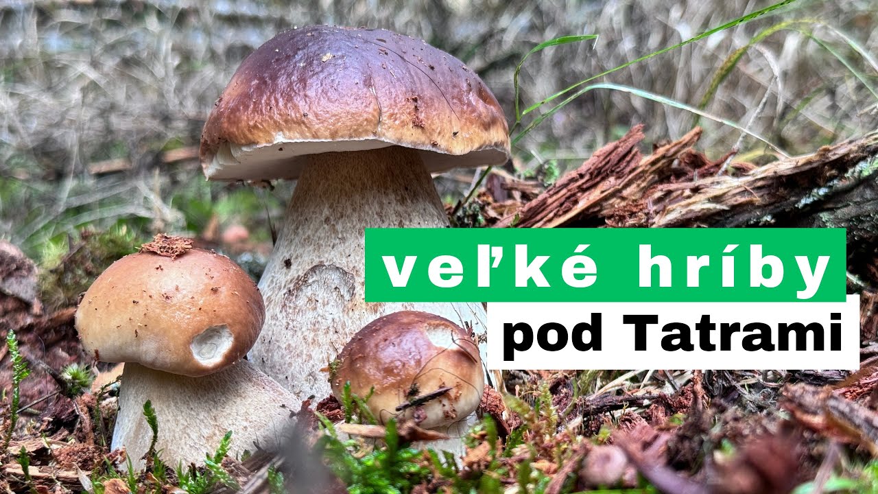 Veľké hríby | pod Tatrami | 2160p60 | 4K
