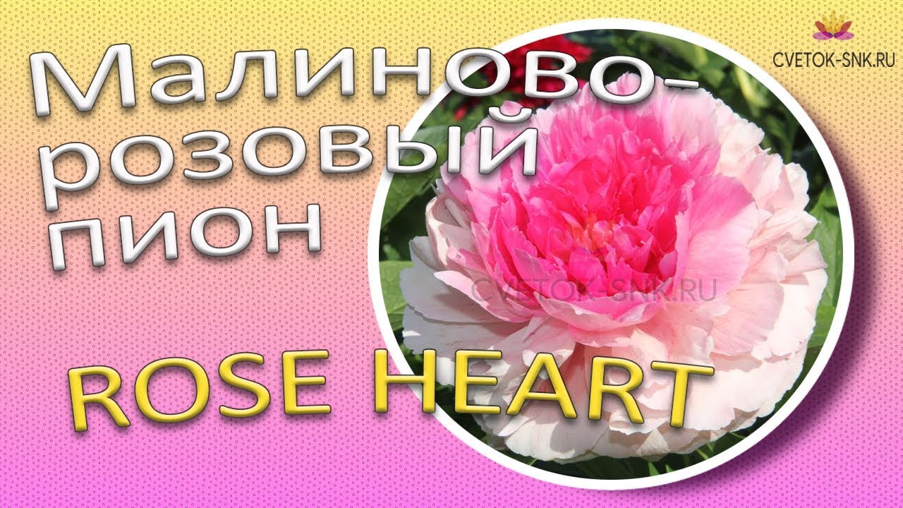 Малиново-розовый пион ROSE HEART / Сад Ворошиловой