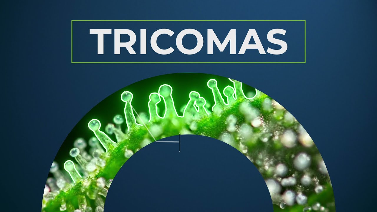 &iquest;Qu&eacute; son los tricomas?