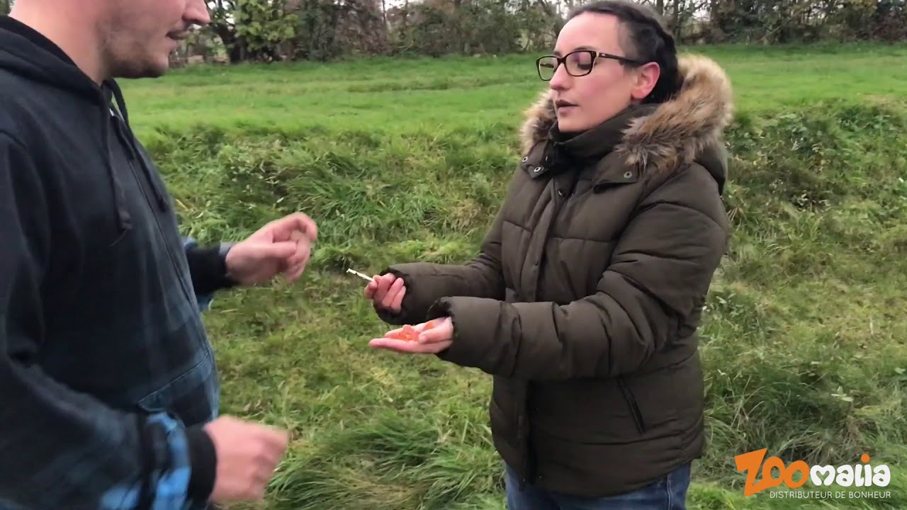 Comment faire revenir mon chien - Le sifflet ultrason - Zoomalia