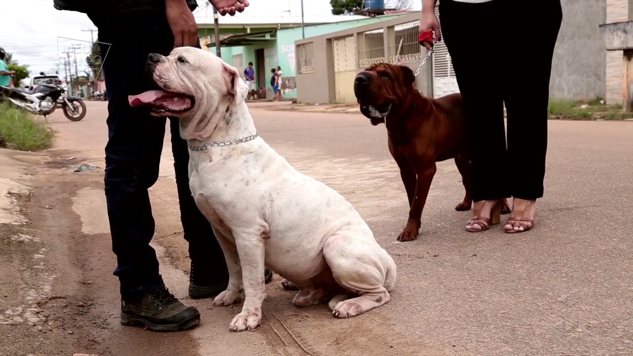 Marley e Barão: veja as dicas para melhorar a convivência entre cães