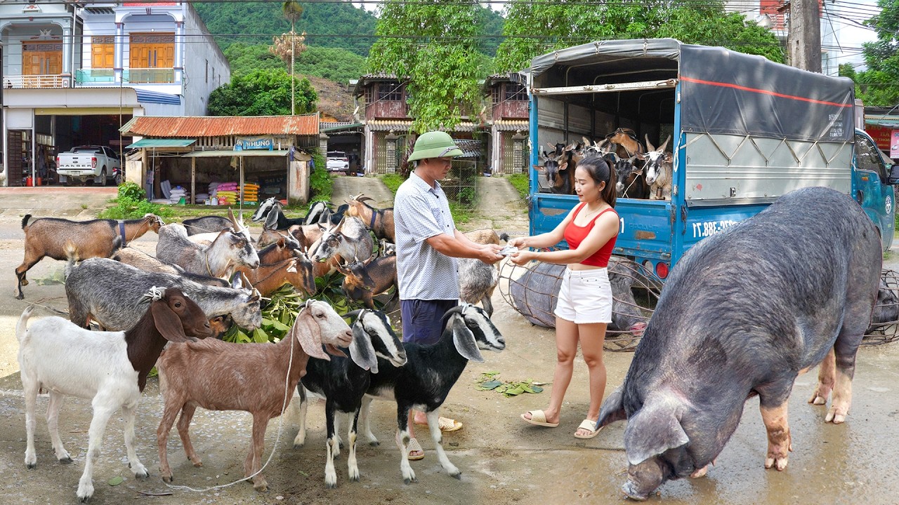 Buy Lots Of Goats, Pigs Weighing 200+ Kg Each - Use Trucks To Transport Goods for the Villagers