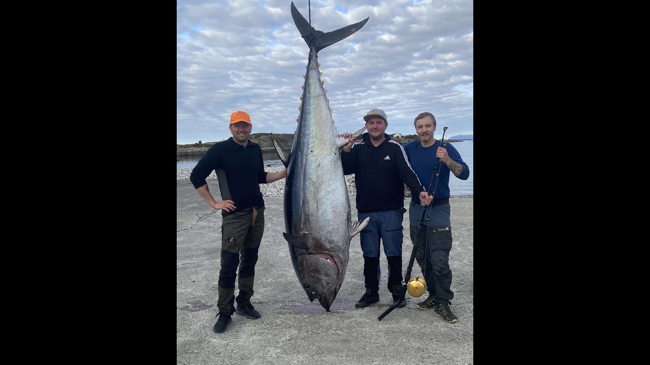 Bluefin tuna in north west coast of Norway season 2021 (Team Smørholm)   SD 480p