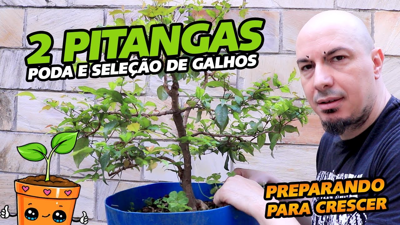 2 PITANGAS - PODA E SELEÇÃO DE GALHOS - AYKA BONSAI