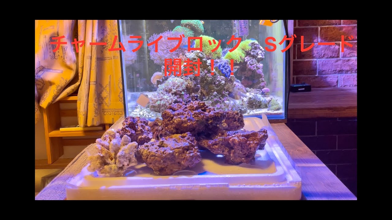 チャーム　ライブロック　Sグレード開封！！　海水魚水槽