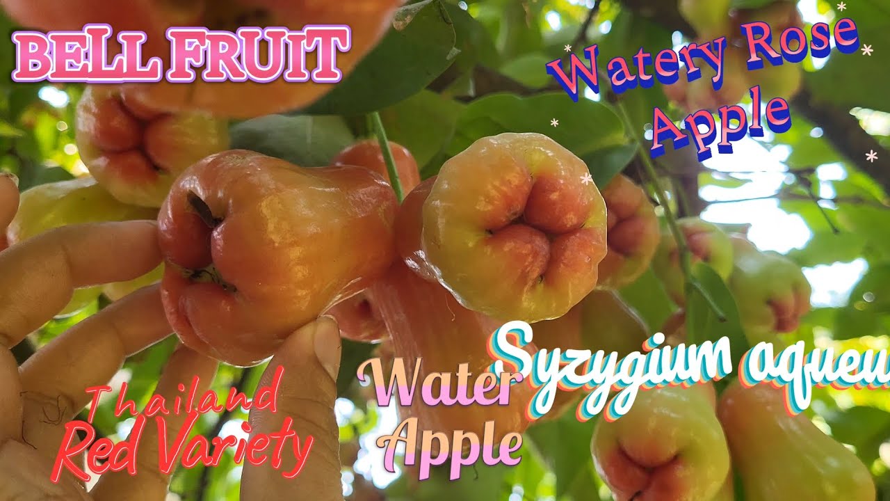 🍒 ചാമ്പക്ക 🍒 Water Apple 🍒 Syzygium Aqueum 🍒 Tropical Fruit Review & Health Benefits 🍒