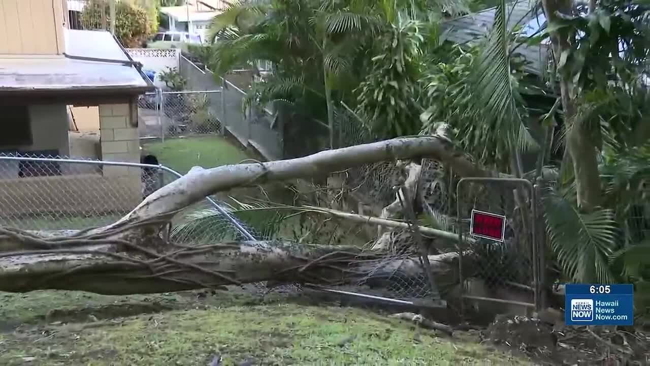 Fallen tree, branch concerns rise as crews stay busy during strong winds